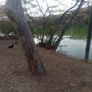 Centro de referência do autismo campinas