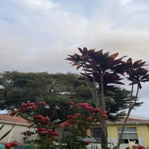 APAE CACHOEIRA DE MINAS